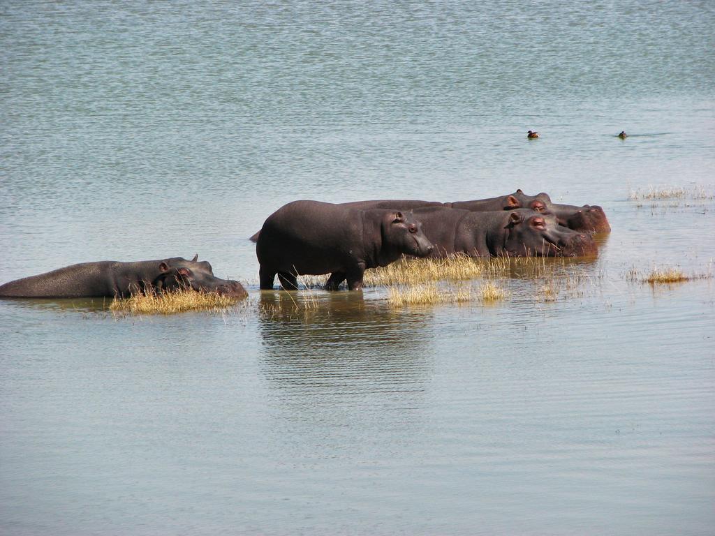 Ovita Wildlife Restcamp Okazize 外观 照片